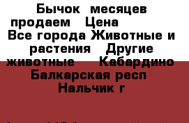 Бычок 6месяцев продаем › Цена ­ 20 000 - Все города Животные и растения » Другие животные   . Кабардино-Балкарская респ.,Нальчик г.